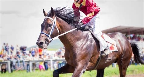 ladbrokes grand national offer|Grand National .